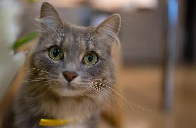 Gato cheira um buquê de flores frescas da primavera com ranúnculo em casa cartão postal aconchegante e macio