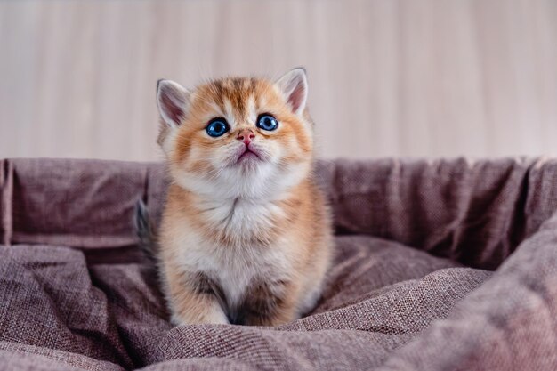 Gato de chinchilla dorada de la raza británica