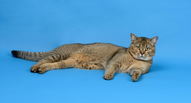 Foto el gato chinchilla escocés gris y recto adulto yace sobre un fondo azul el animal está descansando