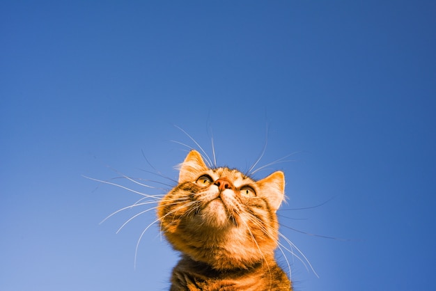 gato en el cielo. una mascota. hermoso gatito