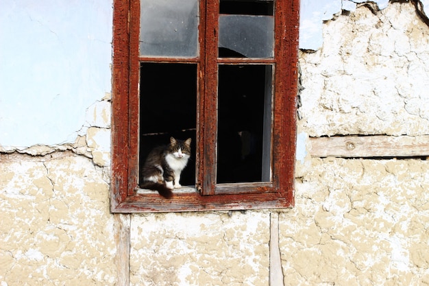 Gato cinza abandonado em casa velha