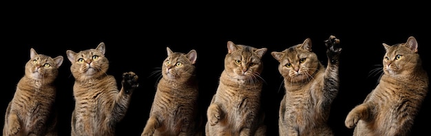 Gato cinza adulto da raça Scottish Straight com diferentes poses e emoções em um fundo preto surpreso engraçado