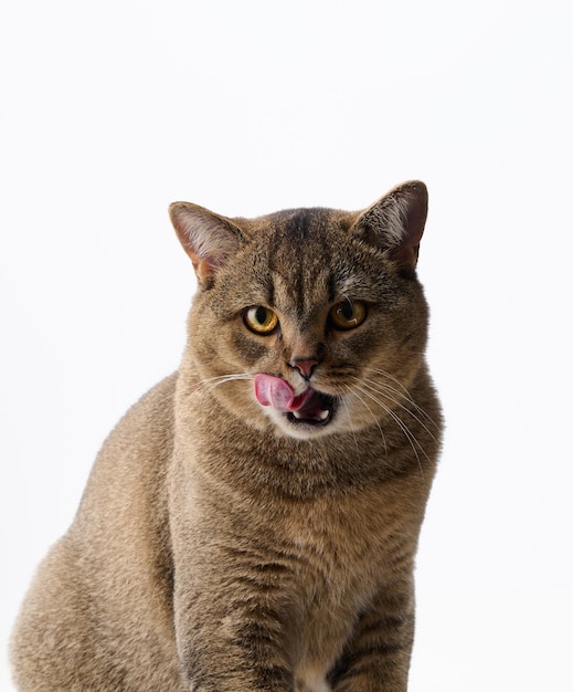 Gato cinza adulto escocês reto em um fundo branco e lambe os lábios Animal fofo