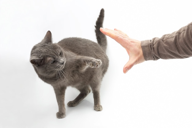 Gato cinza agressivo esticou uma pata com garras na mão humana