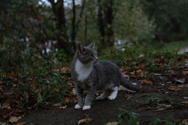Gato cinza andando no parque na grama verde e nas folhas de outono