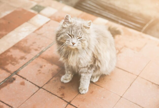 Gato cinza ao ar livre animal de estimação fofo em casa animal na aldeia