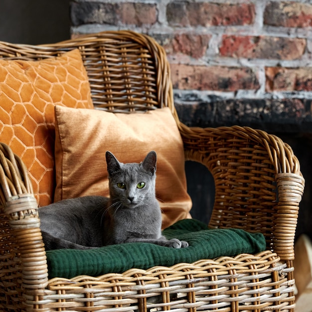 Gato cinza azul russo deitado em uma cadeira de vime com travesseiros