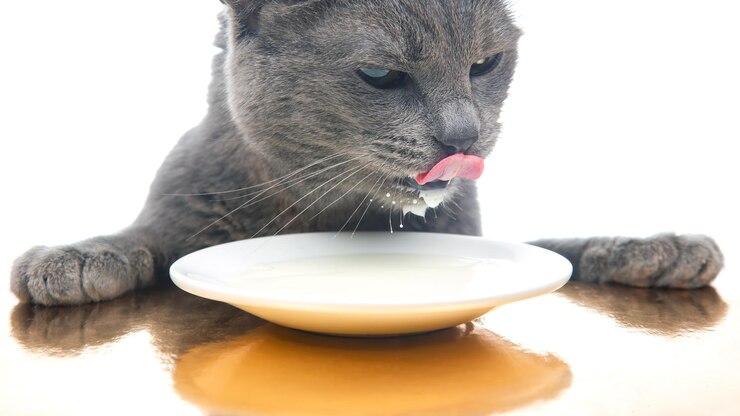 Foto gato cinza bebe leite fresco de um conceito de café da manhã caseiro de prato branco com animal favorito