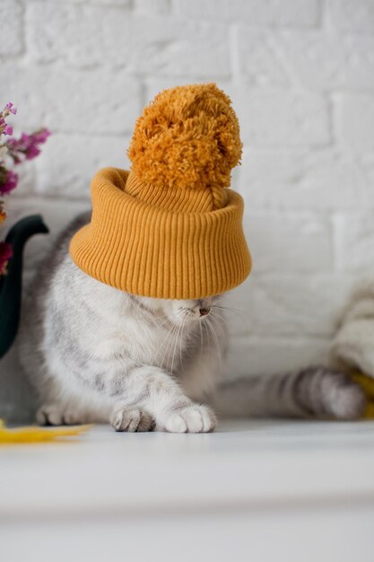 Gato cinza bonito com chapéu de malha laranja sentado perto de flores e folhas de outono de suéteres