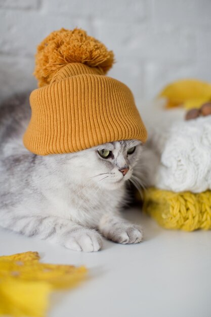 Gato cinza bonito com chapéu laranja sentado perto de flores e folhas de outono de suéteres