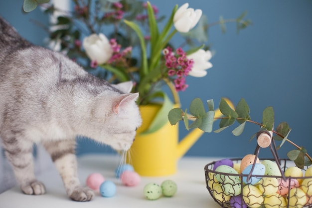 Gato cinza bonito e ovos de páscoa coloridos em cesta de metal lindas flores em regador amarelo