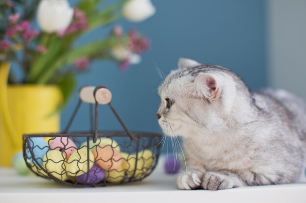 Gato cinza bonito e ovos de páscoa coloridos em cesta de metal lindas flores em regador amarelo