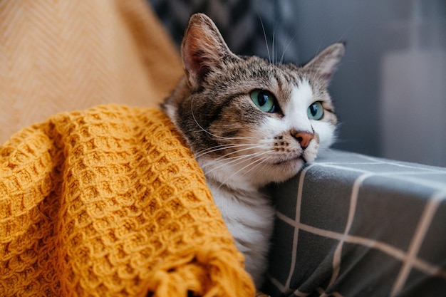 Gato cinza bonito encontra-se em uma poltrona em um cobertor laranja