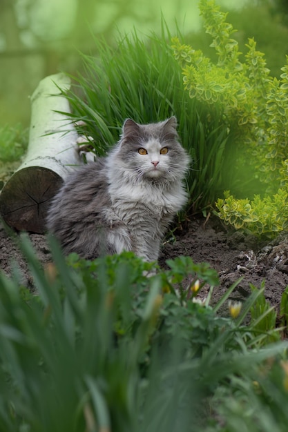 Gato cinza brincando em um jardim com bela iluminação ao pôr do sol Gato brincando no jardim com flores Gatinho senta-se em flores desabrochando em um jardim