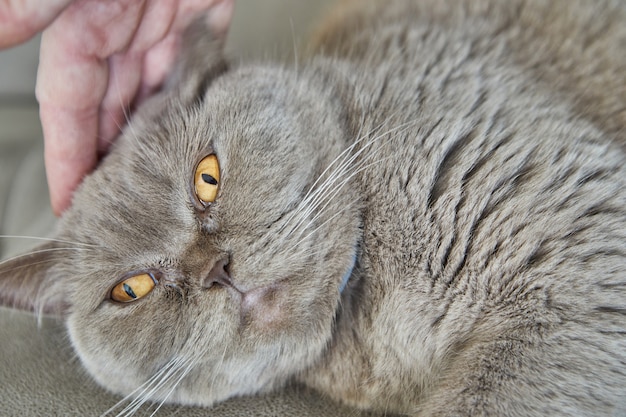 Gato cinza britânico deitado no sofá sendo acariciado com a mão, close-up.