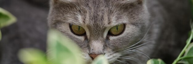 Gato cinza caça na grama na rua