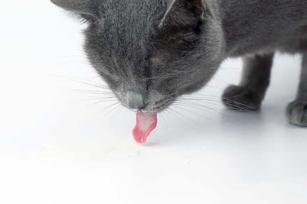 Gato cinza com a língua para fora, bebendo leite na superfície branca