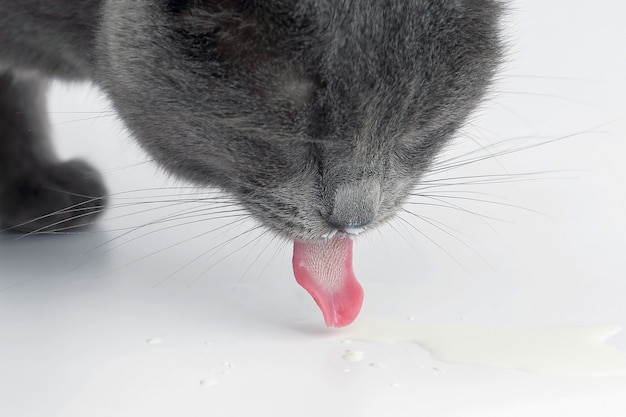 Gato cinza com a língua para fora, bebendo leite no fundo branco