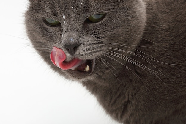 Gato cinza com a língua para fora lambendo o cabelo de leite