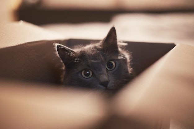 Gato cinza com grandes olhos verdes senta-se em papelão