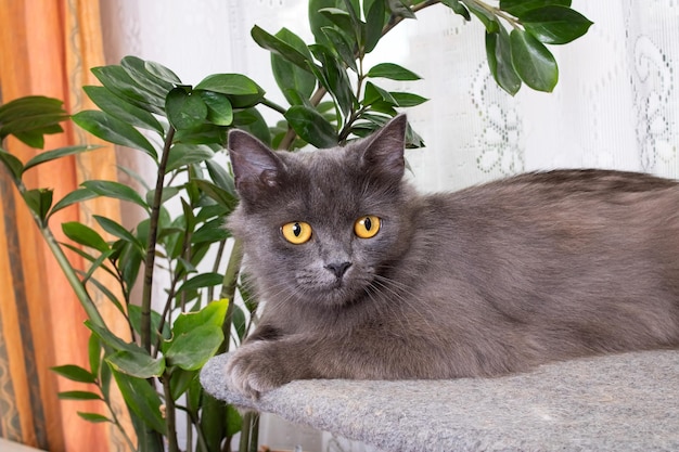 Gato cinza com olhos amarelos closeup retrato