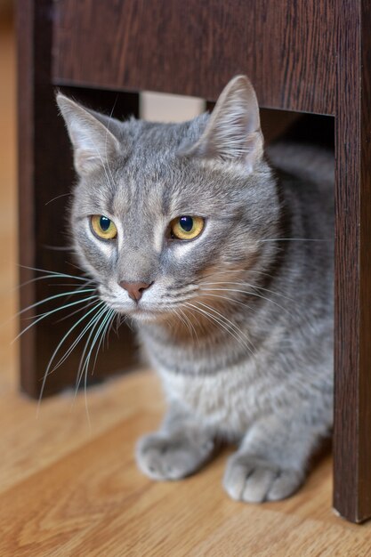 Gato cinza com olhos amarelos e bigode comprido sentado calmamente sob uma cadeira no chão de parquete