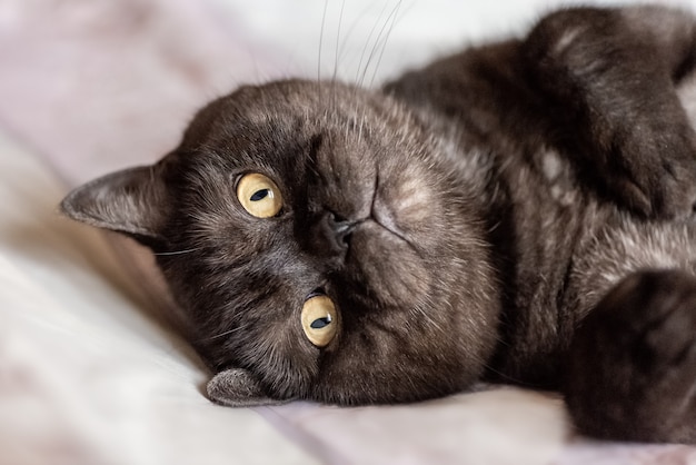 Gato cinza com olhos amarelos e patas dobradas deitado de costas
