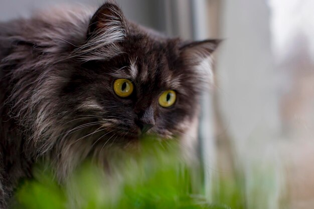 Gato cinza com olhos amarelos na grama