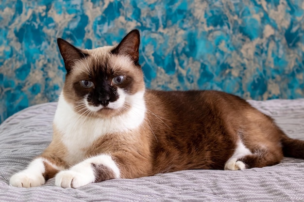 Gato cinza com olhos azuis deitado na cama