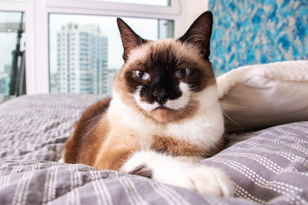 Gato cinza com olhos azuis deitado na cama
