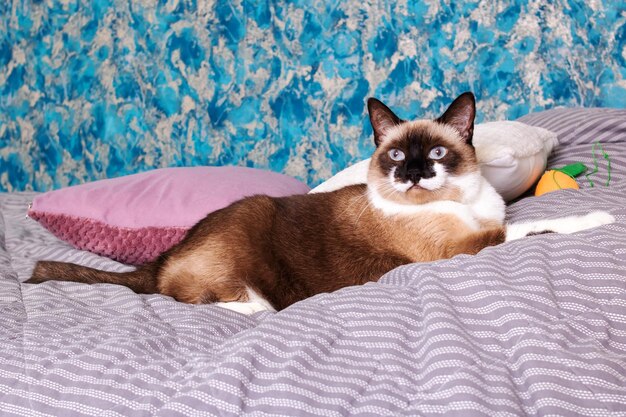 Gato cinza com olhos azuis deitado na cama