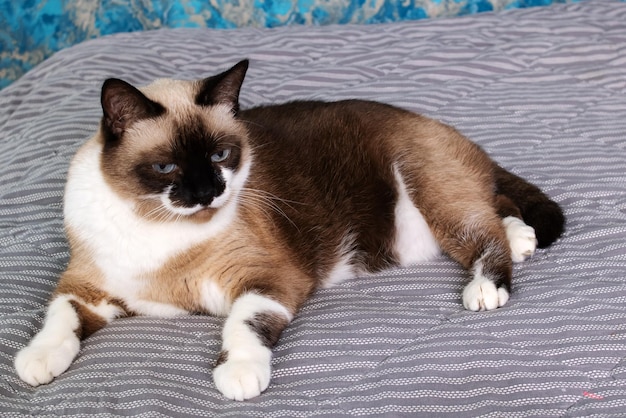 Foto gato cinza com olhos azuis deitado na cama