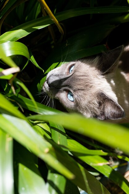 Foto gato cinza com olhos azuis olhando para o sol na natureza