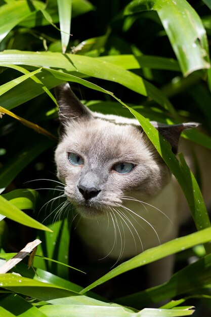 Gato cinza com olhos azuis olhando para o sol na natureza