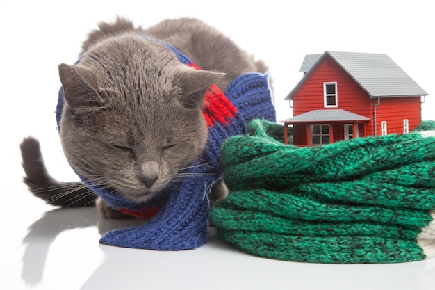 Gato cinza com um cachecol quente ao lado de um modelo de casa isolado com um cachecol de malha em um fundo branco O conceito de aquecimento e conforto da vida doméstica