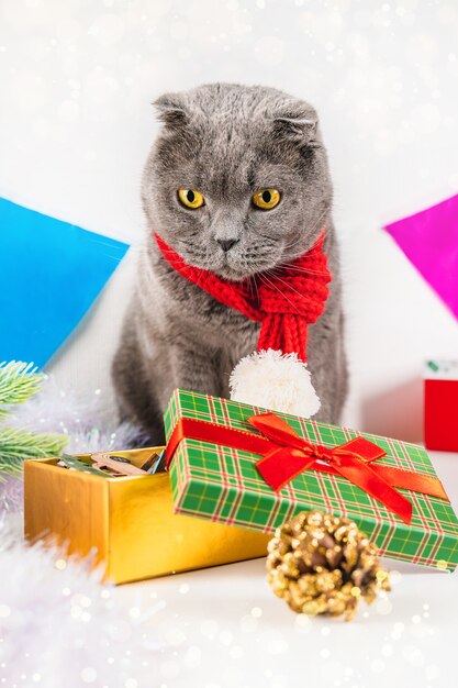 Gato cinza de Natal com enfeites e presentes Lindo cartão de felicitações para o ano novo