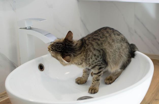 Gato cinza de pêlo curto bebe água da torneira na pia Foco seletivo