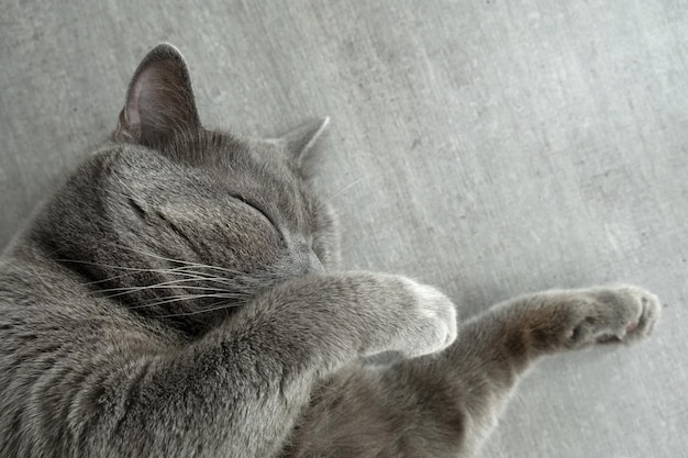 Gato cinza de pêlo curto britânico dorme na mesa Gato dormindo em um fundo cinza Copie o espaço