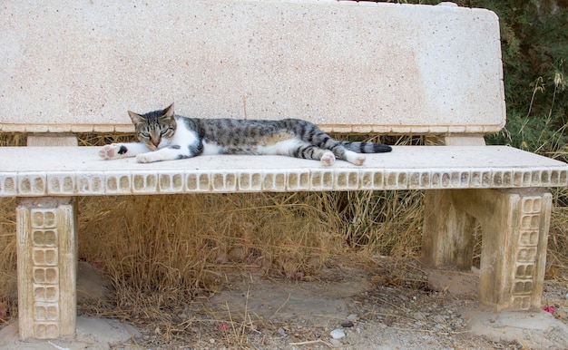 Gato cinza deitado ao ar livre