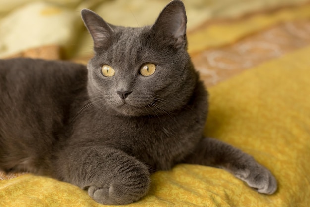 gato cinza deitado na cama