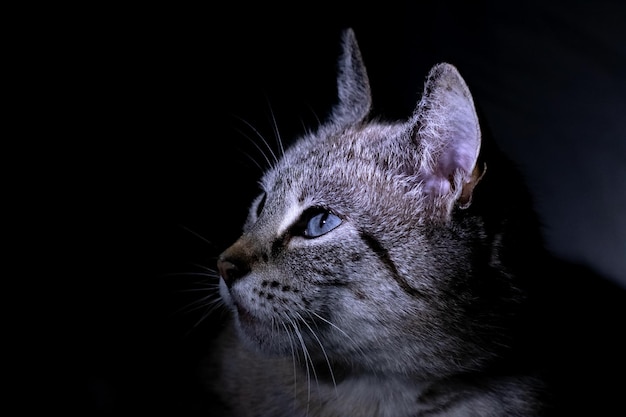 Gato cinza desvia o olhar no escuro