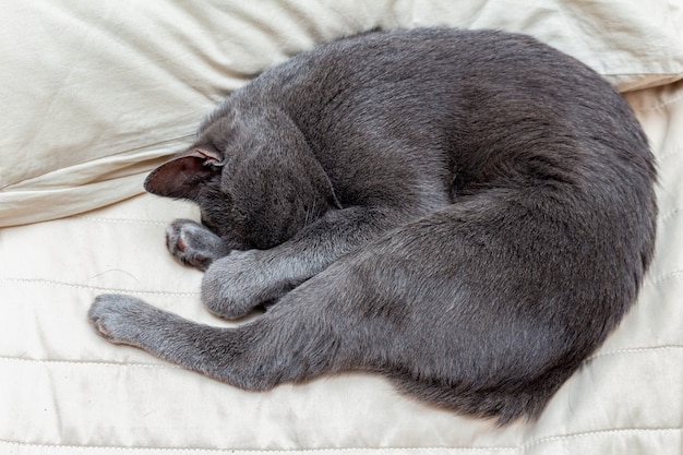 Foto gato cinza dormindo enrolado em travesseiros