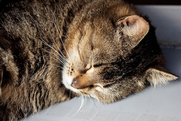 Gato cinza dormindo sob o volante de um carro