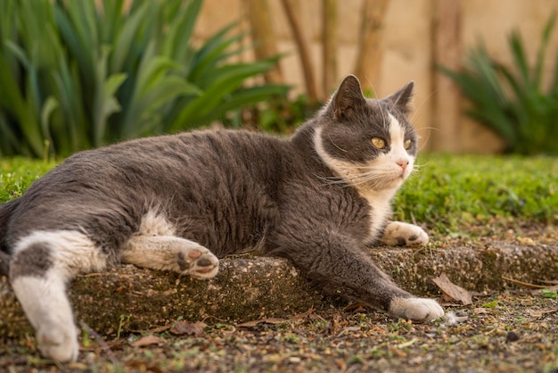 Gato cinza e branco bonito descansa no prado