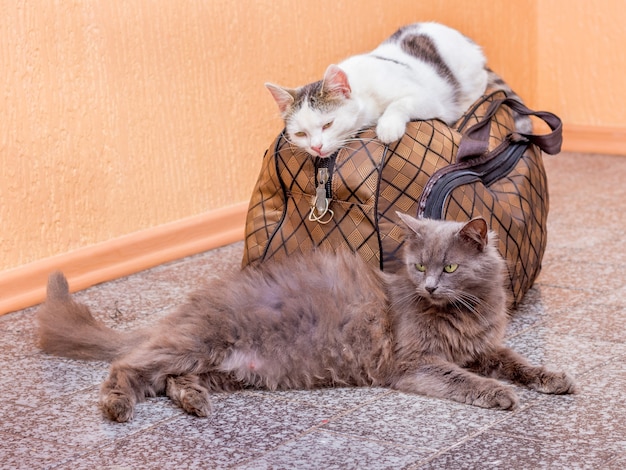 Gato cinza e branco com mala. esperando o trem na estação ferroviária. passageiros com uma mala durante a viagem