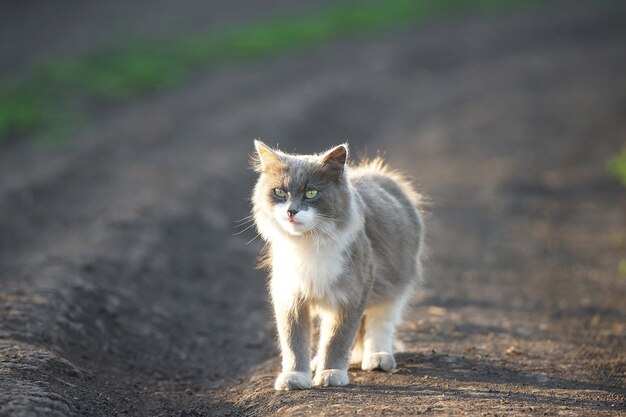 Gato cinza e branco em uma estrada