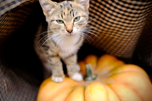 Gato cinza e vermelho despojado perto da bela abóbora de gengibre laranja maduro para o dia de ação de graças e