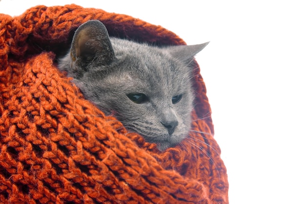 Gato cinza em um cachecol quente de malha colorida em um fundo branco Calor e conforto de animais de estimação