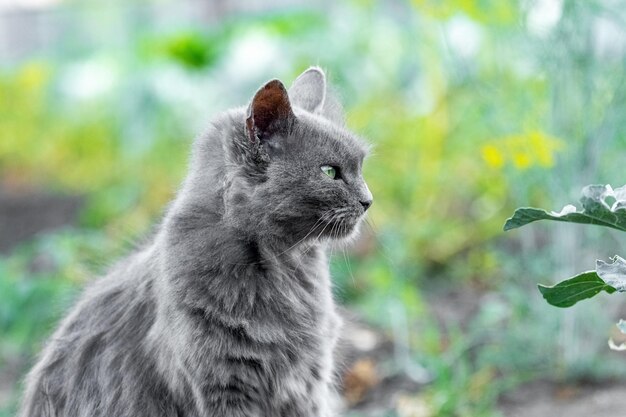 Gato cinza em um close de fundo desfocado no perfil