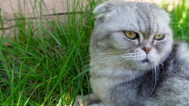 Gato cinza escocês deitado na grama Calendário para o ano novo Cartão postal pronto